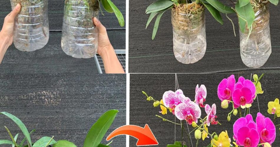 Faire Pousser Des Orchid Es Sans Arrosage Des Fleurs Qui Fleurissent