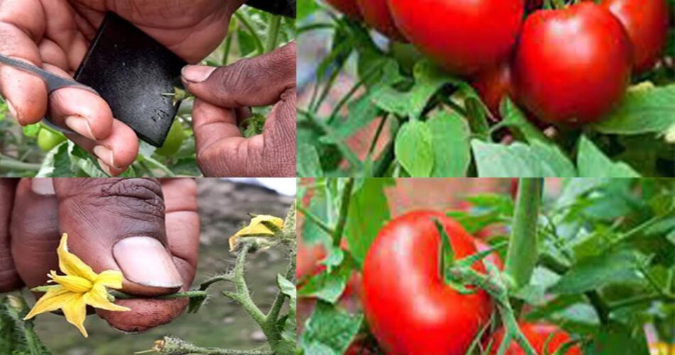 Techniques DArtificialisation Et De Pollinisation Manuelle Des Fleurs